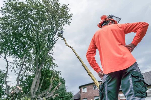 Springfield Tree Services for Healthy and Beautiful Trees
