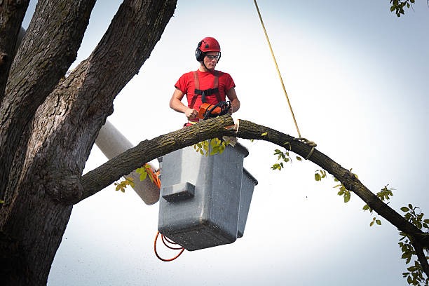 Experienced Tree Service Janesville Delivering High-Quality Tree Solutions