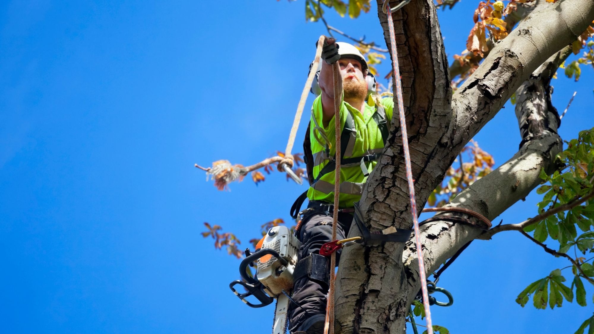 Professional Pruning Solutions by Heald green tree surgeon Local Experts