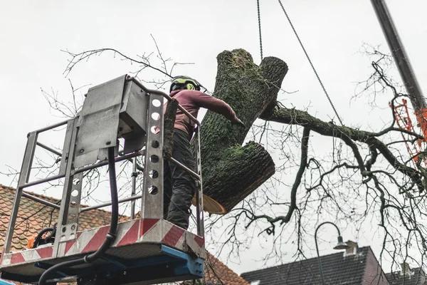 Quality Tree Service Auburn for Homes Businesses and Estates