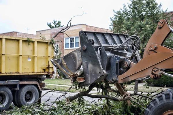 Safe and Efficient Shelton WA Tree Removal Services