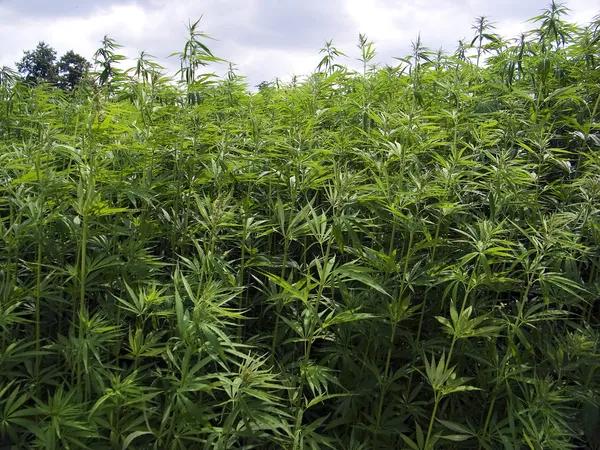 Evaluating Hemp-Derived Delta-8 Products With Greater Awareness