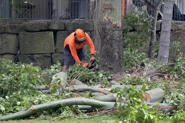 Dependable Tree Service Madison for Routine Tree Maintenance